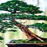 Ile kosztuje prawdziwe drzewko bonsai?